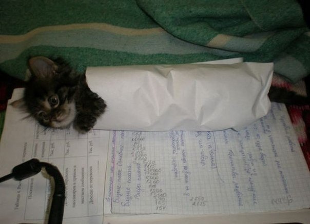 604x437, 40 Kb / котёнок, тетрадь