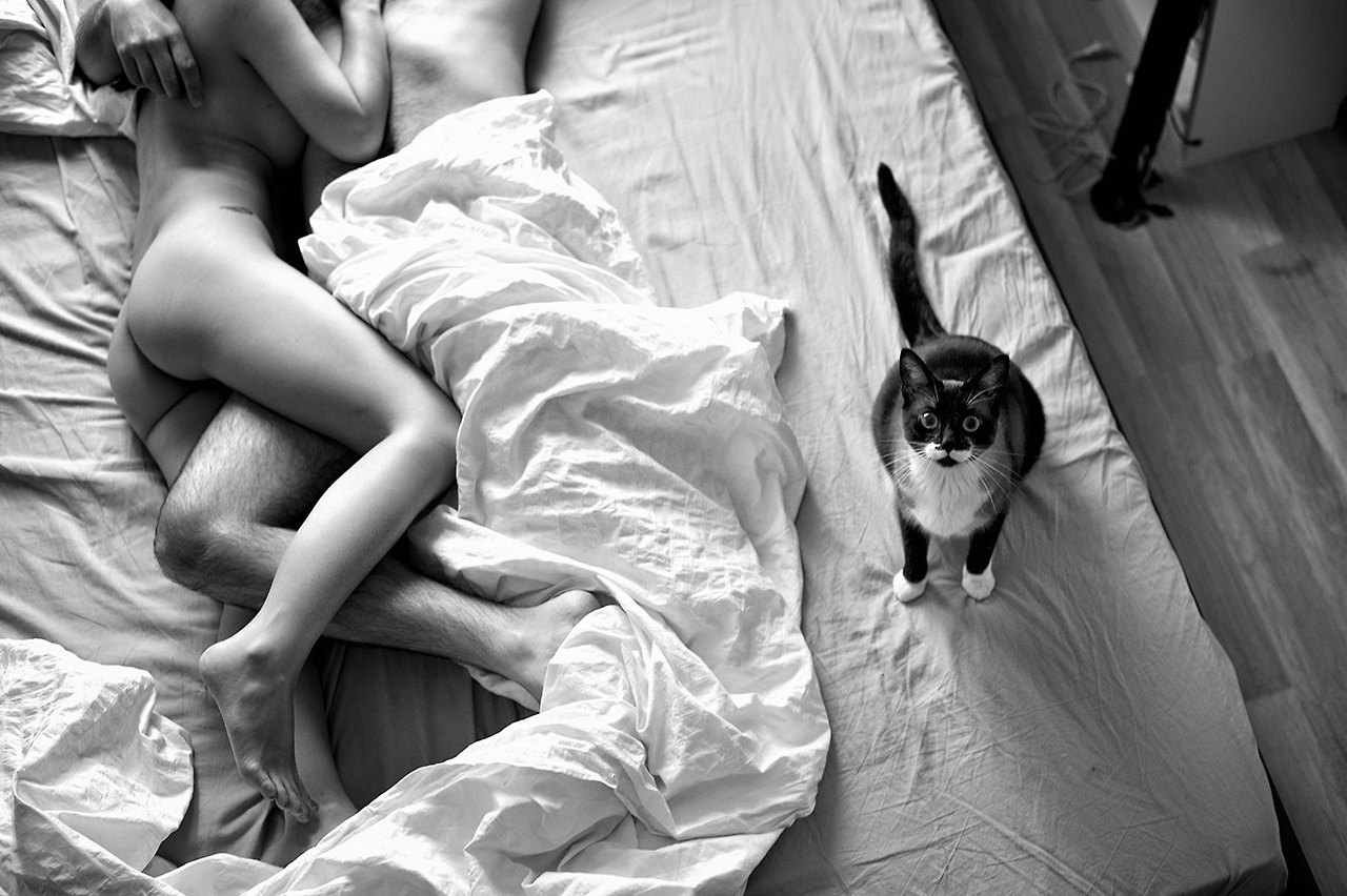 1280x852, 147 Kb / кот, глаза, постель, пара, ч/б