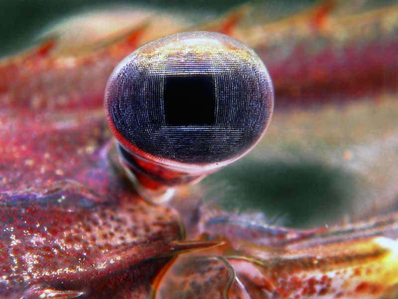 800x600, 48 Kb / Глаз, криветка, Palaemonidae, креветка