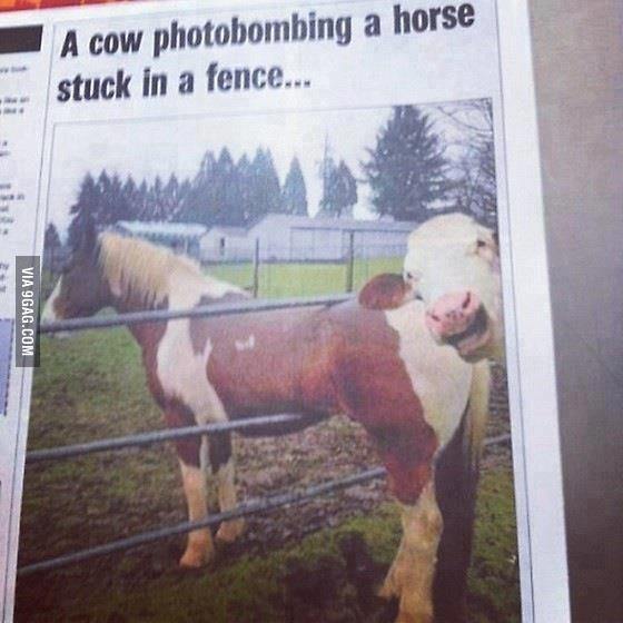 560x560, 41 Kb / лошадь, корова