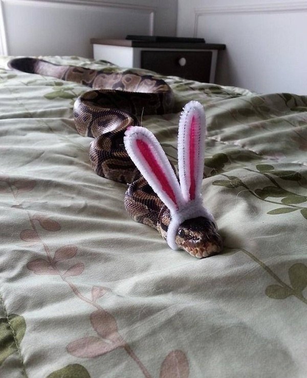 600x738, 88 Kb / змея, кролик, уши, маскировка