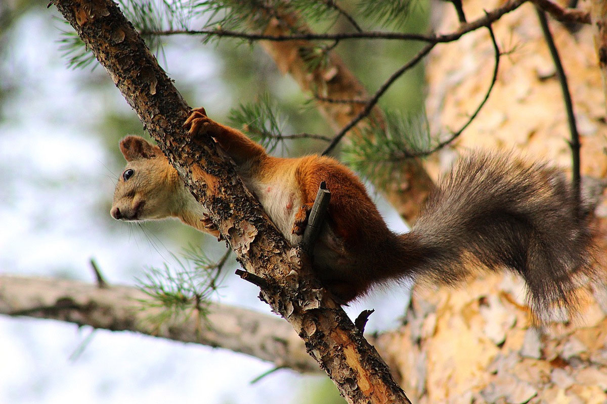 1200x800, 253 Kb / сосна, белка, сиськи