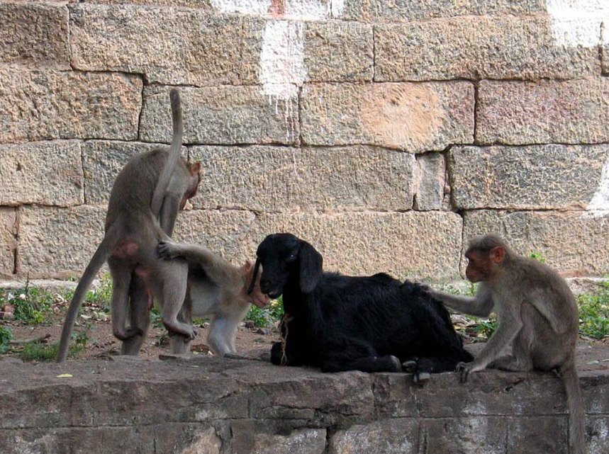 859x641, 204 Kb / овца, обезьяны, зоопарк