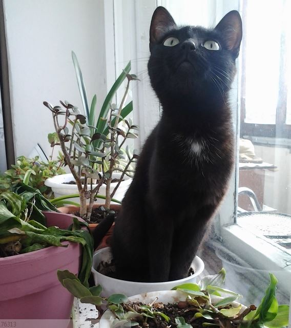 568x639, 64 Kb / котэ, горшок