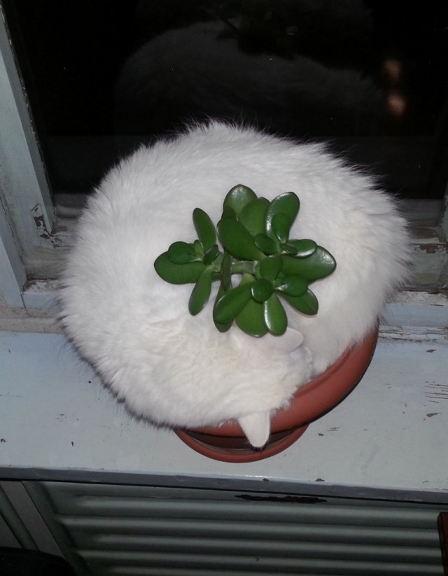 640x823, 75 Kb / котэ, горшок, зелень, перфекционизм