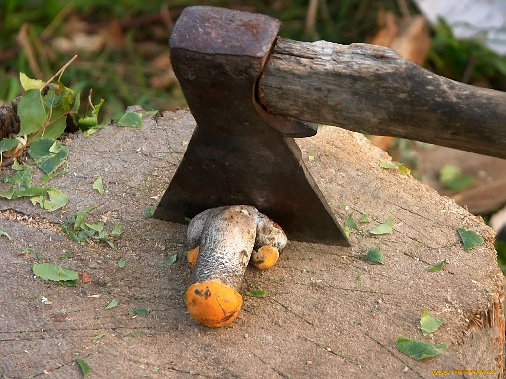 1024x768, 250 Kb / топор, пень, боровик, член, обрезание