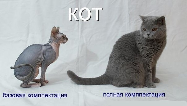 604x343, 35 Kb / кот, лысый, комплектация, два кота