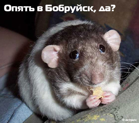 470x417, 48 Kb / крыса, бобруйск