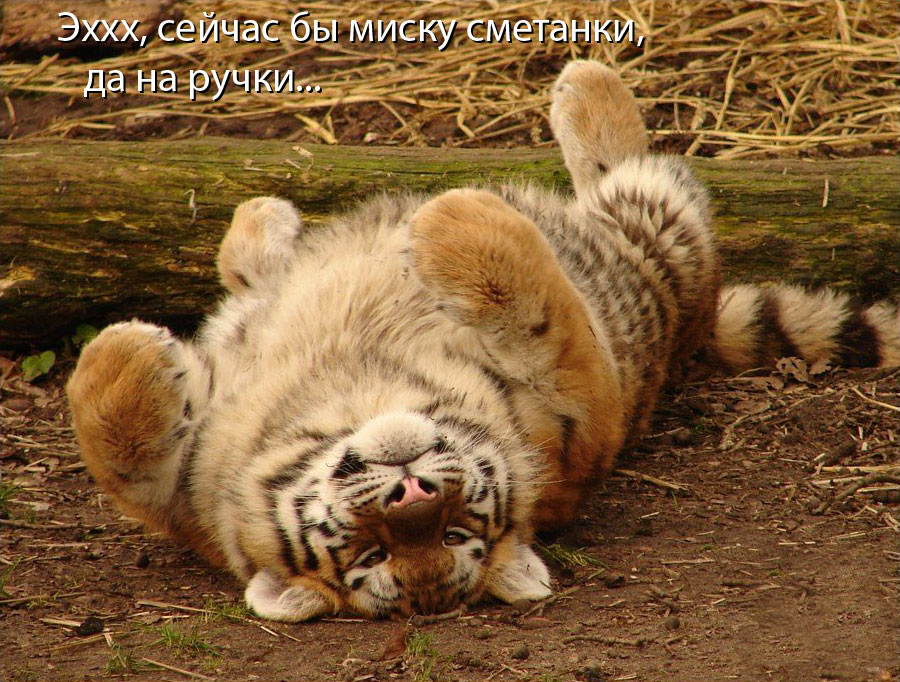 900x682, 210 Kb / тигр, бревно