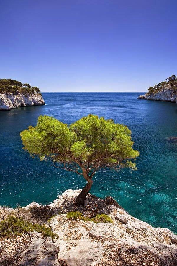 600x900, 107 Kb / дерево, скала, вода, красота