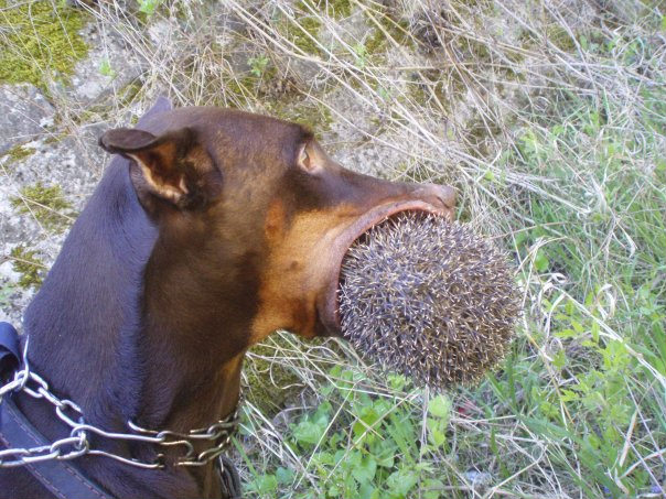 604x453, 109 Kb / Собака, ёж, ошейник