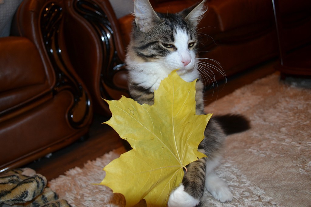 1024x683, 115 Kb / кот, кресло, лист