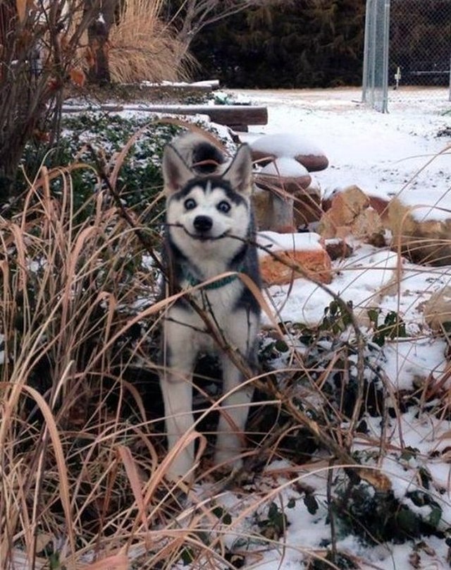 640x808, 156 Kb / хаски, снег, дуралей