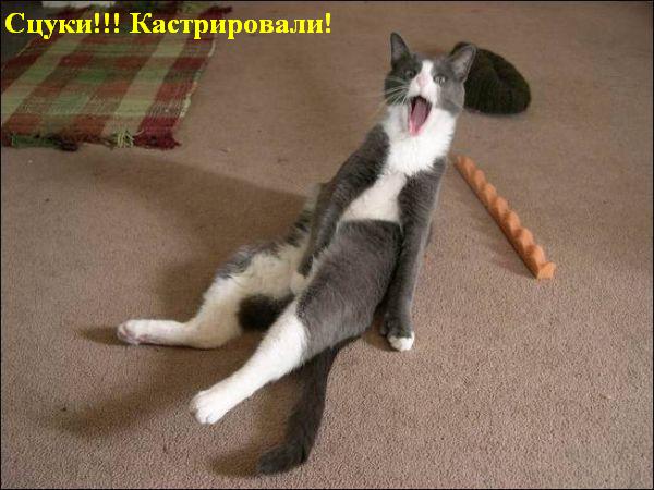 600x450, 47 Kb / кастрация, кот