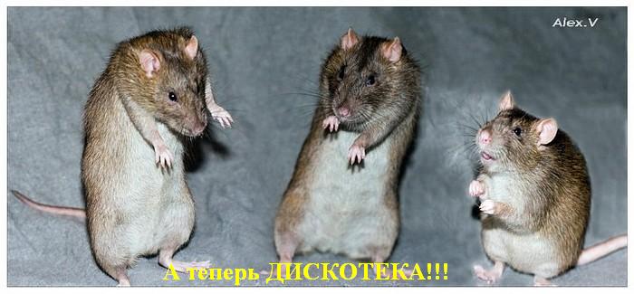 700x325, 40 Kb / крысы, дискотека