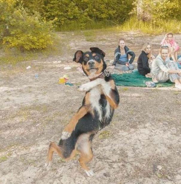 605x614, 85 Kb / собака, танцевака, поляна, девушки