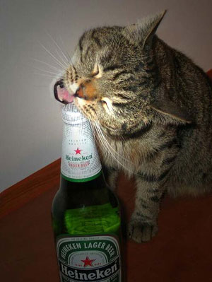 300x399, 25 Kb / пиво, кот
