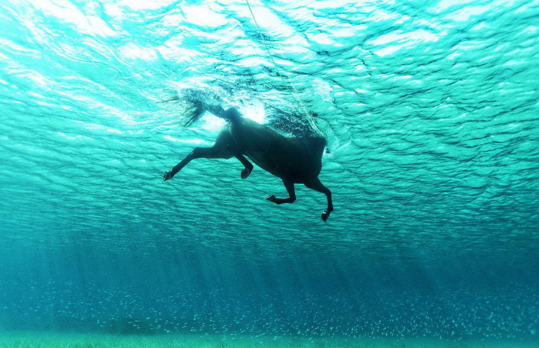 1100x711, 333 Kb / конь, лошадь, вода