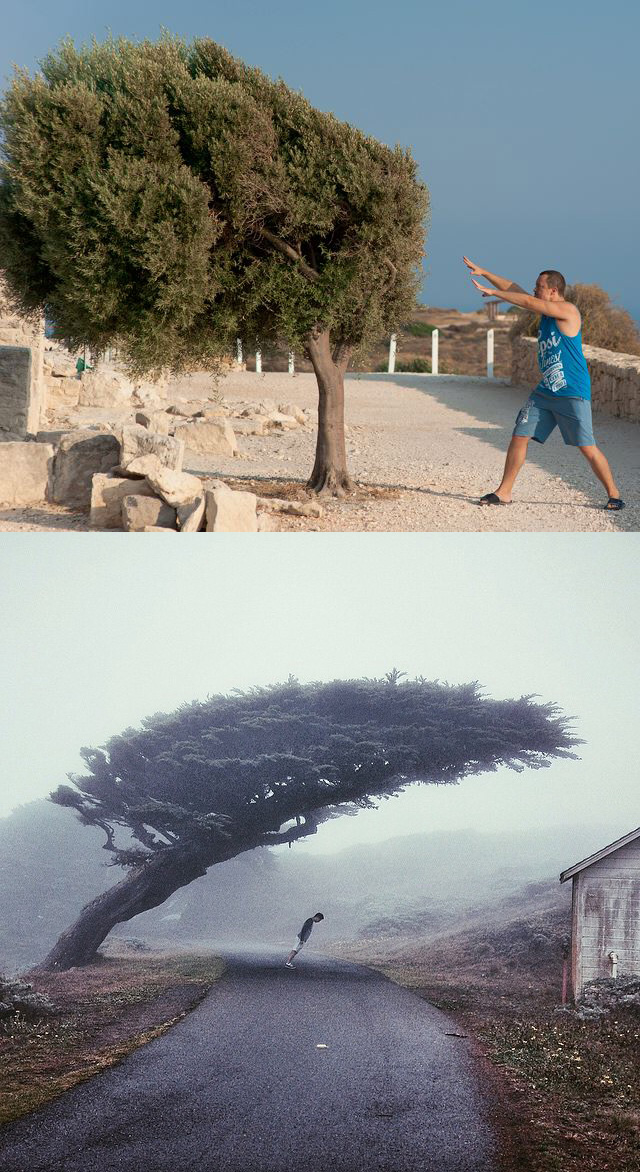 640x1172, 302 Kb / дерево, наклон, yegorka, магия