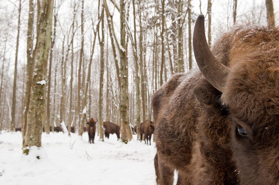 950x632, 141 Kb / зубры, зима, глаз