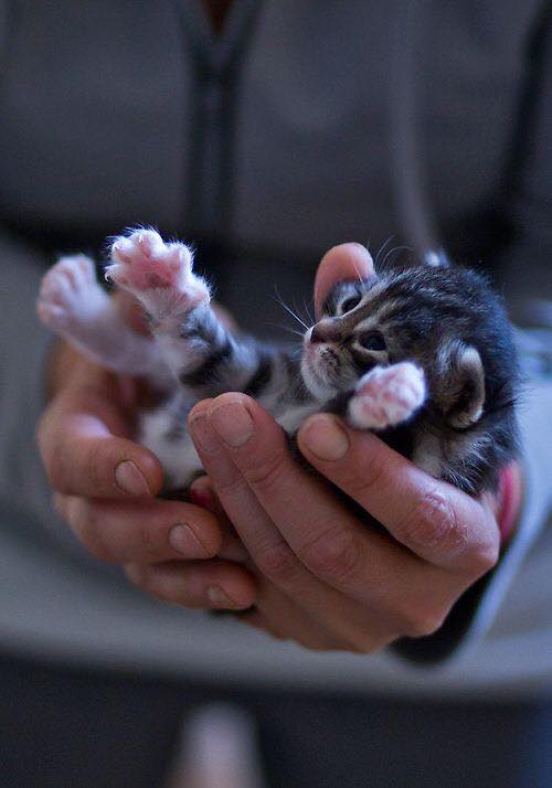 500x714, 31 Kb / котёнок, руки