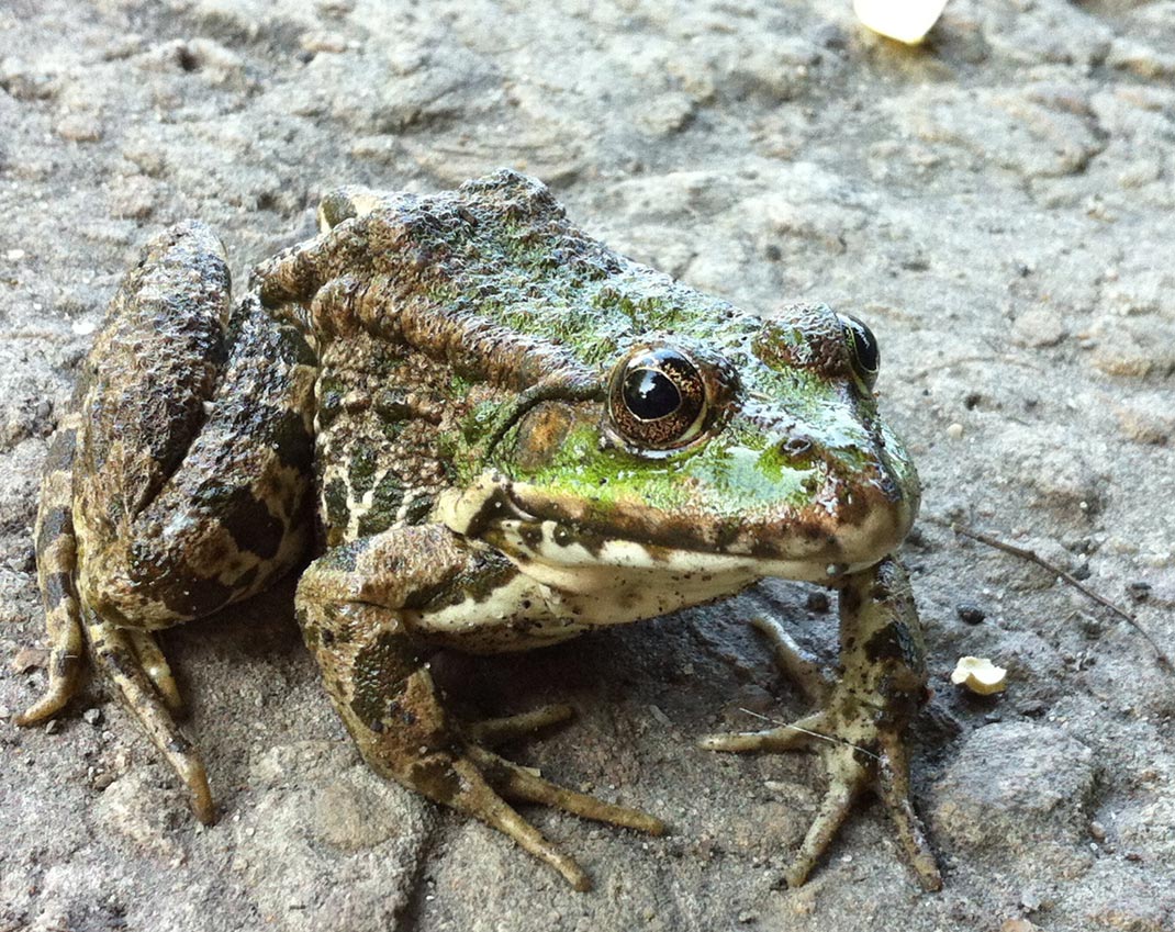 1070x849, 249 Kb / жаба, лягушка, асфальт