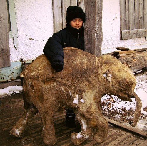 500x498, 79 Kb / мамонт, девочка