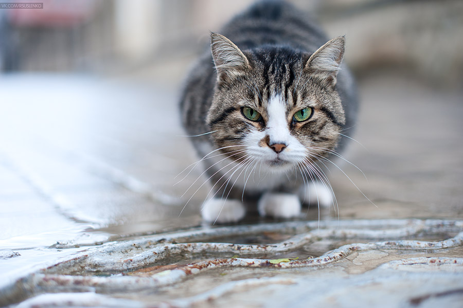 900x599, 111 Kb / кот, усы, лапы, ROMAN, SUSLENKO