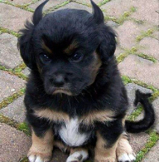 526x537, 90 Kb / собака, щенок, дьявол