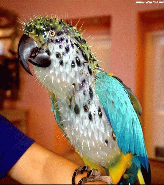 534x600, 55 Kb / попугай, кактус