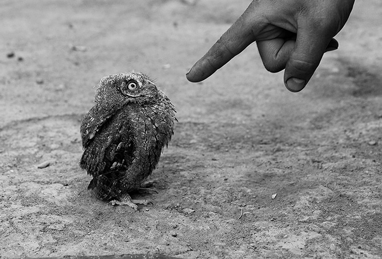 757x514, 158 Kb / сыч, птенец, рука, палец, ч/б