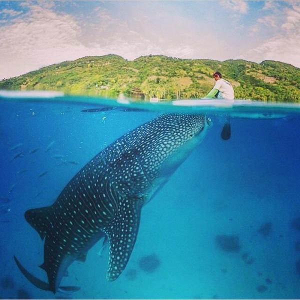 600x600, 47 Kb / акула, человек, лодка