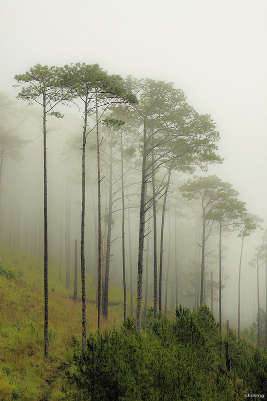 534x800, 263 Kb / сосны, лес, туман