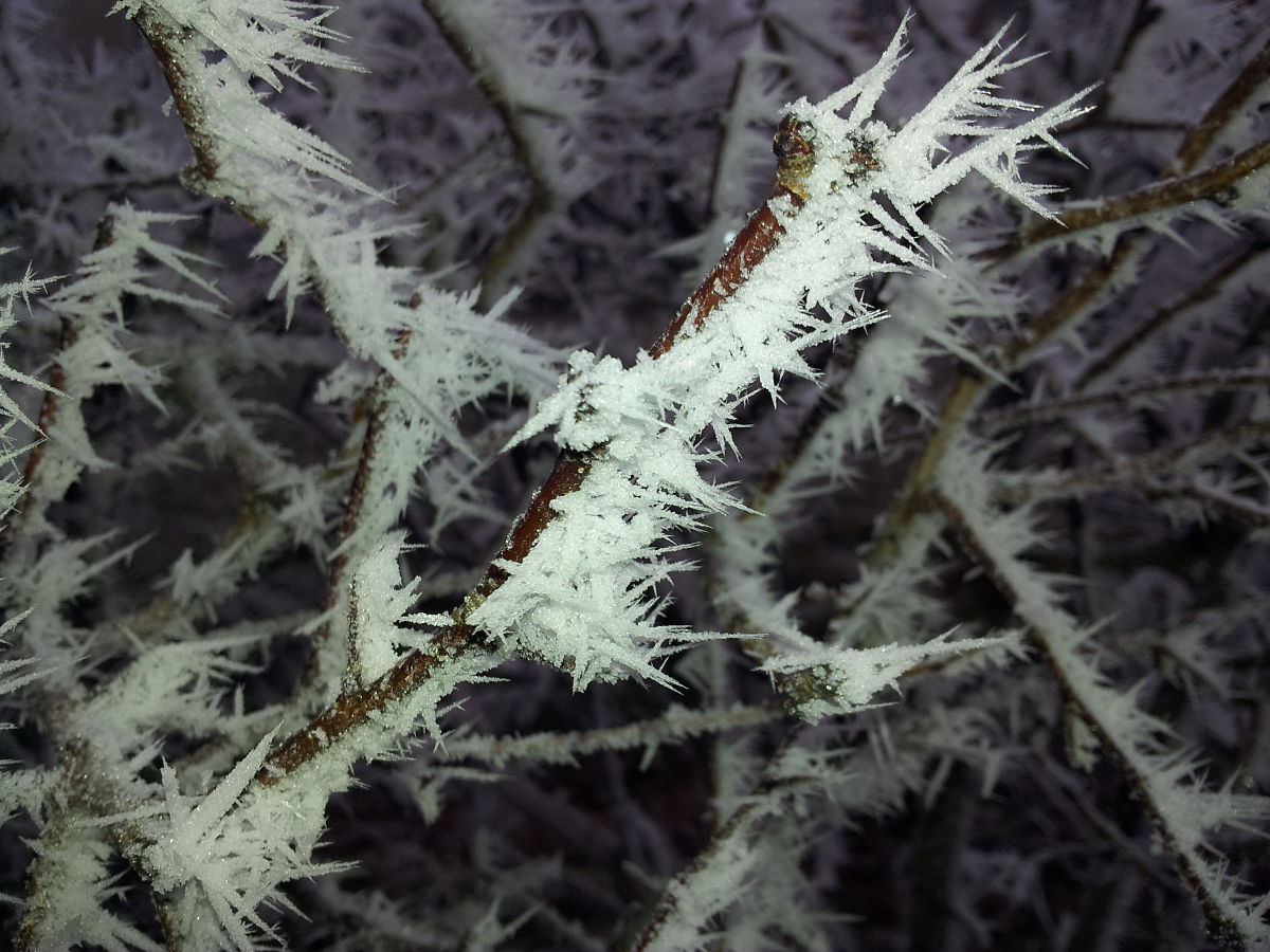 1200x900, 238 Kb / ветки, изморозь, зима, Чебоксары