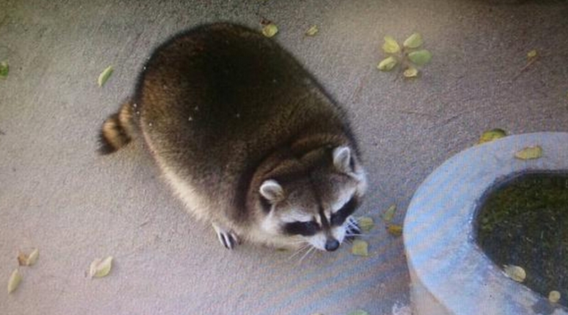 800x443, 217 Kb / енот, толстый