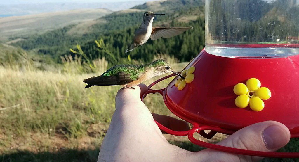 1024x557, 151 Kb / рука, птица, колибри, поильник