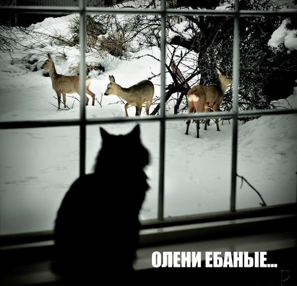 604x581, 78 Kb / Кот, олени, зима, снег