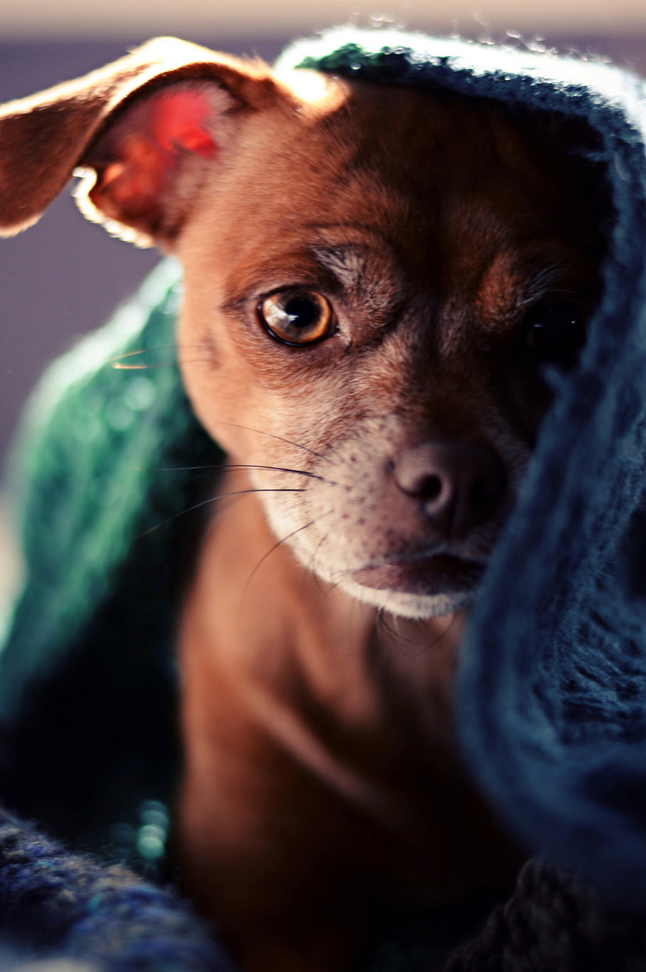 906x1363, 304 Kb / пёс, глаз, нос, усы, плед