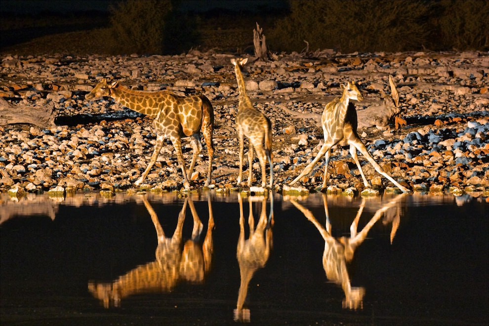 990x660, 261 Kb / жирафы, водопой, ночь