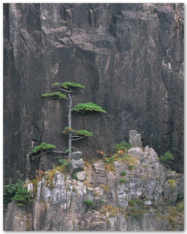 657x822, 166 Kb / скала, сосна