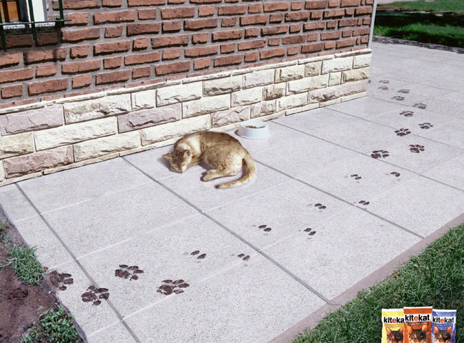 675x500, 163 Kb / следу, кошка, грязь