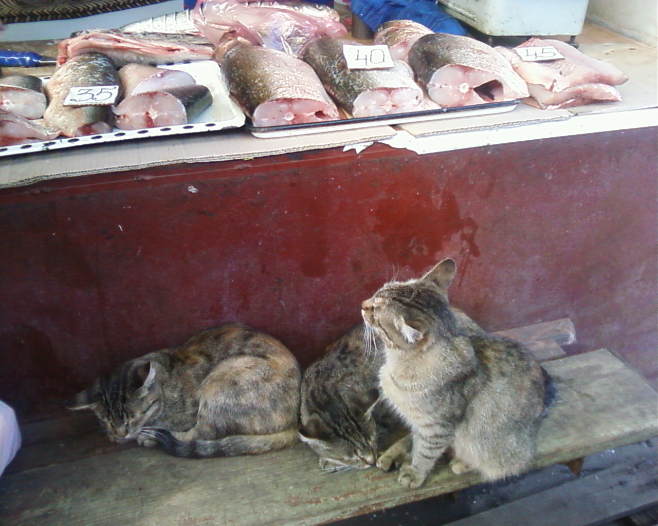 1280x1024, 283 Kb / коты, рыба, прилавок