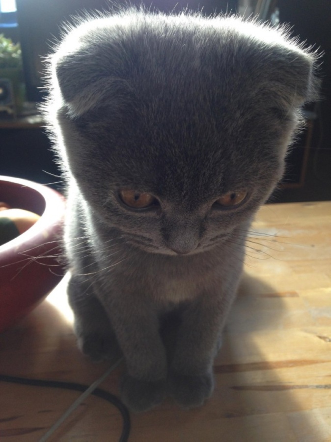 674x900, 165 Kb / котёнок, головастик