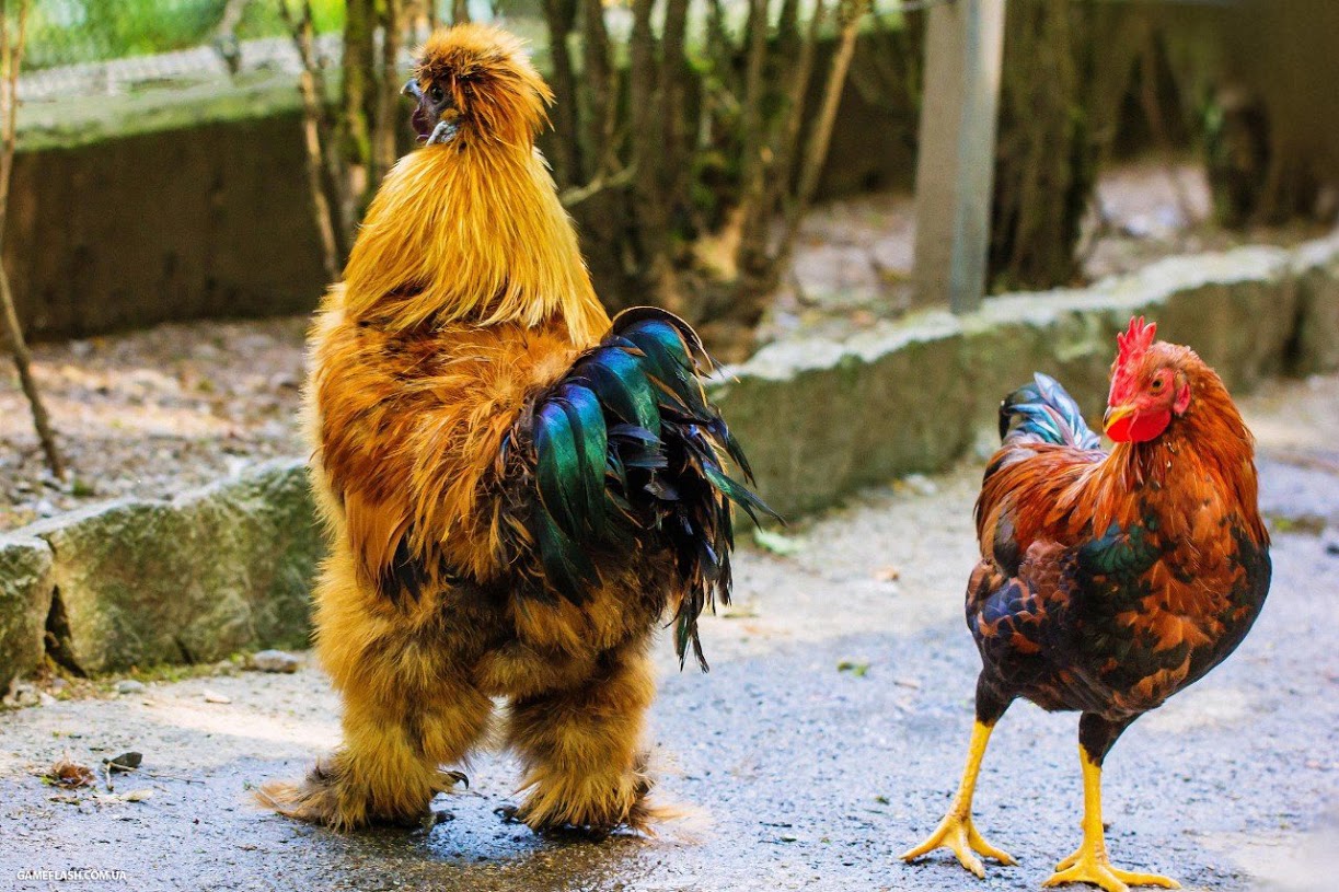 1223x815, 264 Kb / петухи