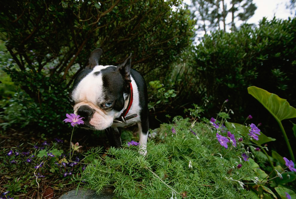 1000x673, 297 Kb / собака, цветы, ошейник