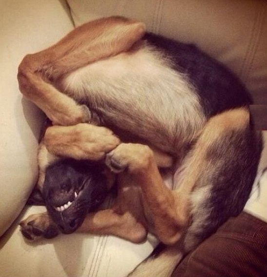 548x569, 53 Kb / собака, раскоряка