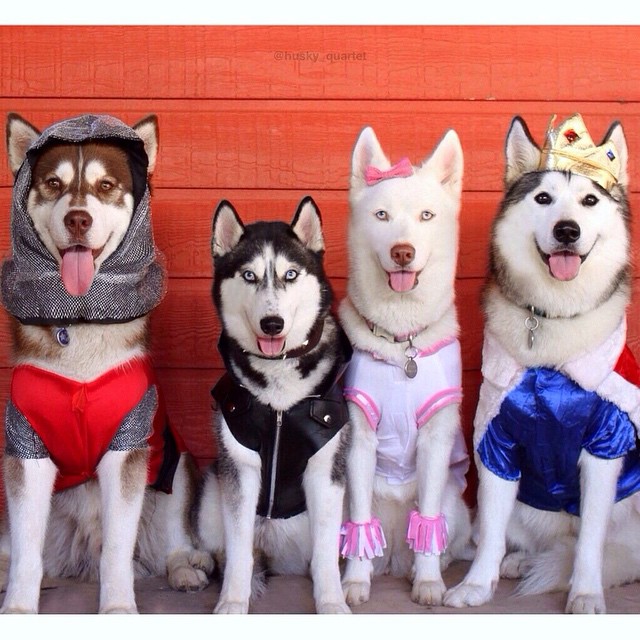 640x640, 117 Kb / собаки, язык, костюм, корона, хаски
