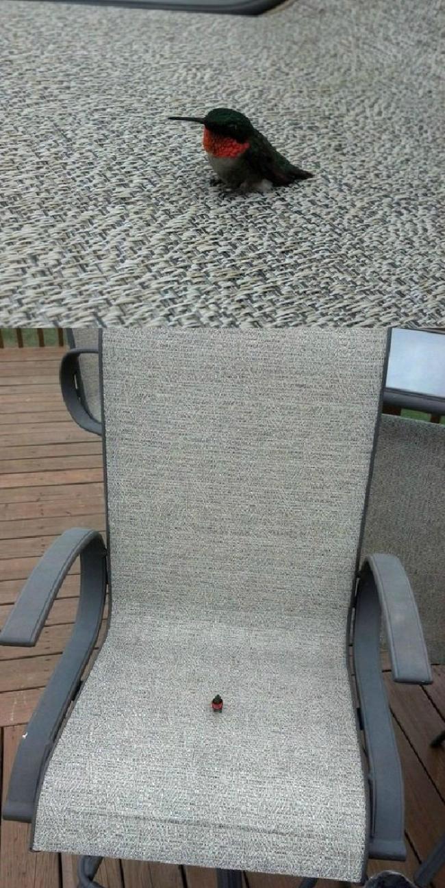 650x1296, 175 Kb / Колибри , стул