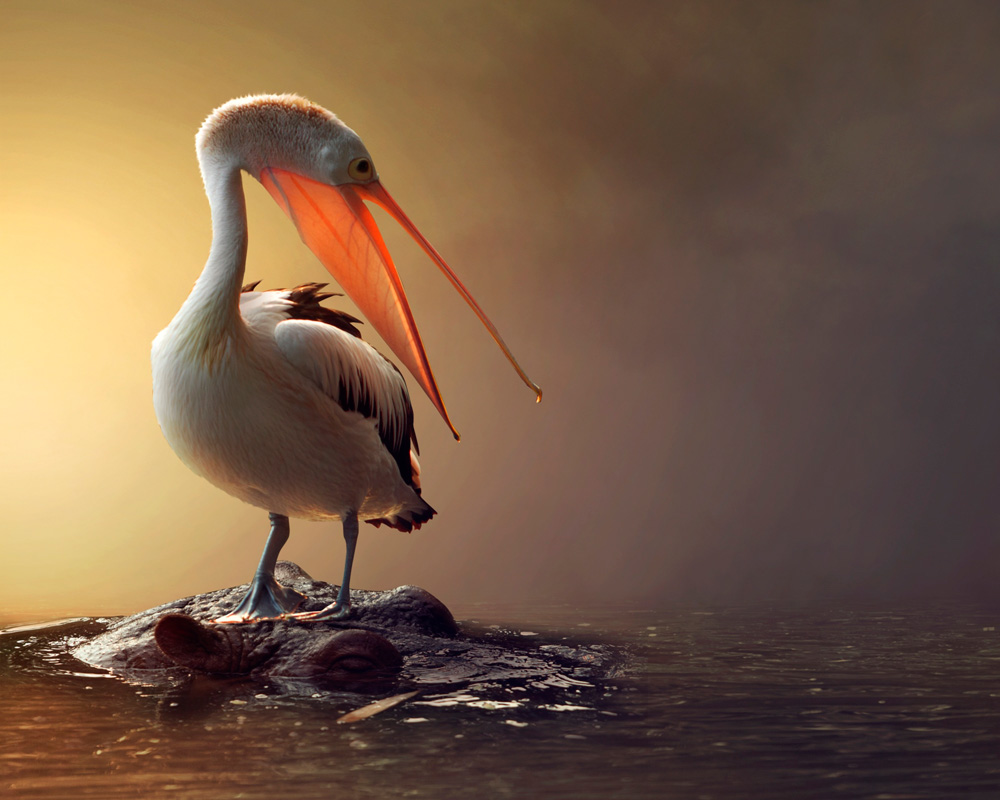 1000x800, 160 Kb / пеликан, бегемот