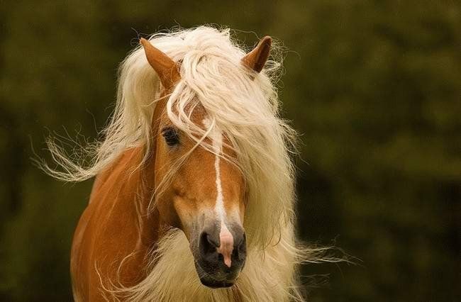 650x426, 36 Kb / лошадь, конь, блондинка, грива